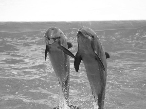 jump, Two cars, dolphins