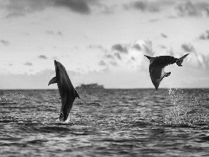 sea, Two cars, dolphins