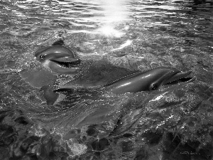 sea, Two cars, dolphins