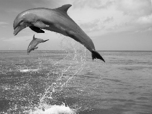 sea, Two cars, dolphins