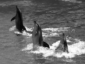 water, Dancing, dolphins, Three