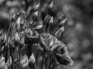 donuts, Eustoma, Flowers