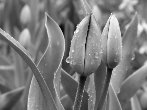 Tulips, donuts