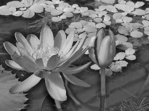 doughnut, Lily, water