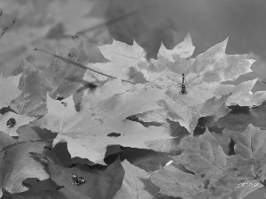 autumn, Leaf, dragon-fly