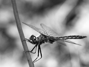 dragon-fly, branch