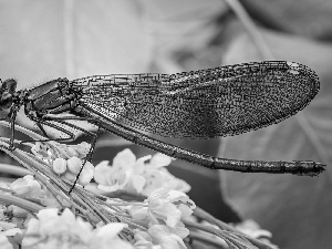 dragon-fly, Flowers