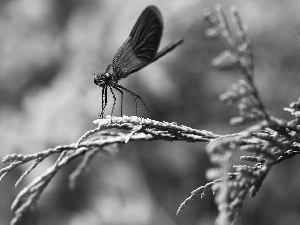 dragon-fly, grass