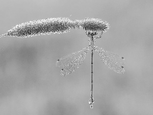 dragon-fly, grass