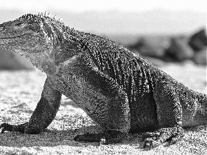 Waran, Komodo dragon