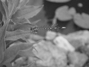 dragon-fly, leaf