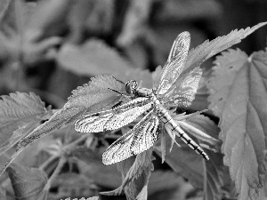 dragon-fly, Leaves