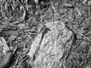 Stone, Blue, dragon-fly