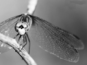 dragon-fly, twig