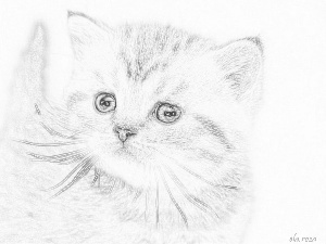 Drawing, ginger, kitten