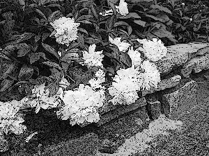 Drawing, Flowers, Peonies