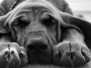 Bloodhound, resting, dream, dog-collar