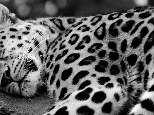 dream, Leopards, spots