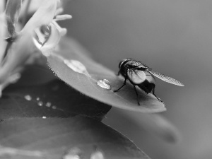 fly, Leaf, drop, Insect