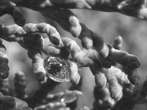 drop, rain, twig, conifer, Green