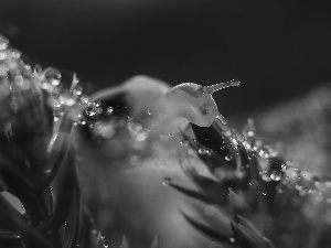droplets, snail, Bokeh
