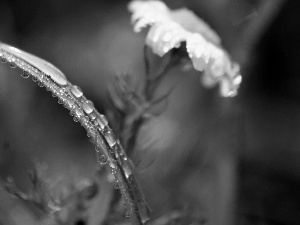 daisy, droplets