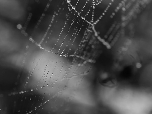 droplets, Web, net