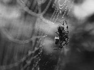 Spider, Web, droplets, net