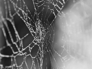 Spider, Web, droplets, net