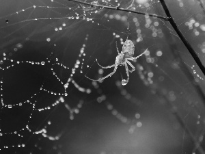 Spider, Web, droplets, net