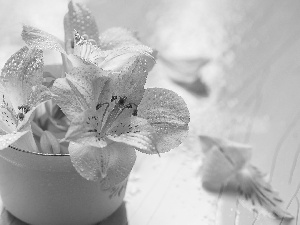drops, Flowers, Alstroemeria