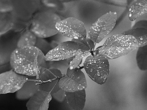 drops, autumn, Leaf, barberry, Red