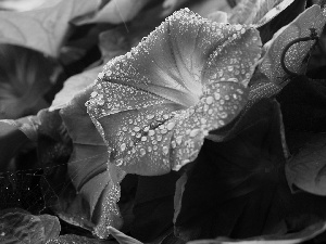 drops, blue, bindweed