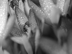 drops, blur, purple, colchicums, ladybird