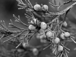 branch, Fruits, drops, Juniper