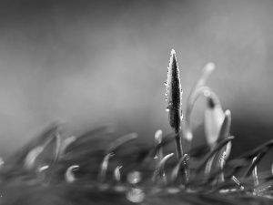 drops, Snowdrop, bud