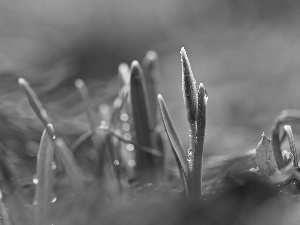 drops, snowdrops, Buds