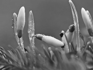 drops, snowdrops, Buds