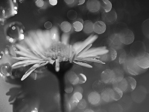 daisy, drops