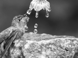 humming-bird, water, drops, Colourfull Flowers