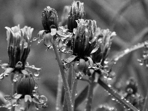 rain, Common Dandelion, drops