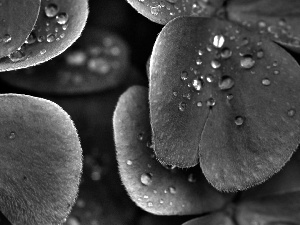 drops, dew, Leaf, green ones, ladybird