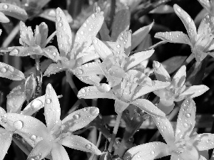 drops, dew, Flowers, Ornithogalum, White