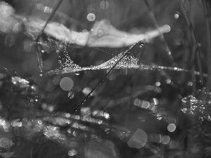 grass, Web, drops, Bokeh