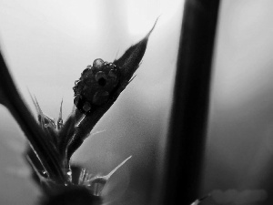 drops, plant, ladybird