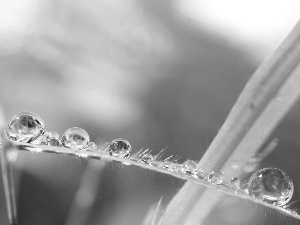 leaf, drops