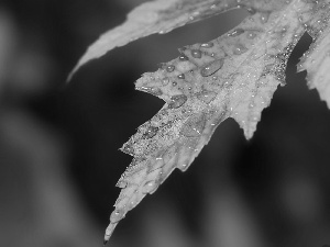 leaf, drops