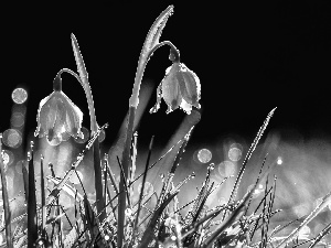 drops, Flowers, Leucojum