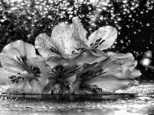 drops, Lily, Rain, water, Flowers