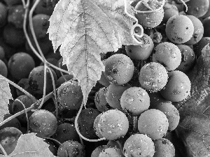 Mature, Leaf, drops, Grapes